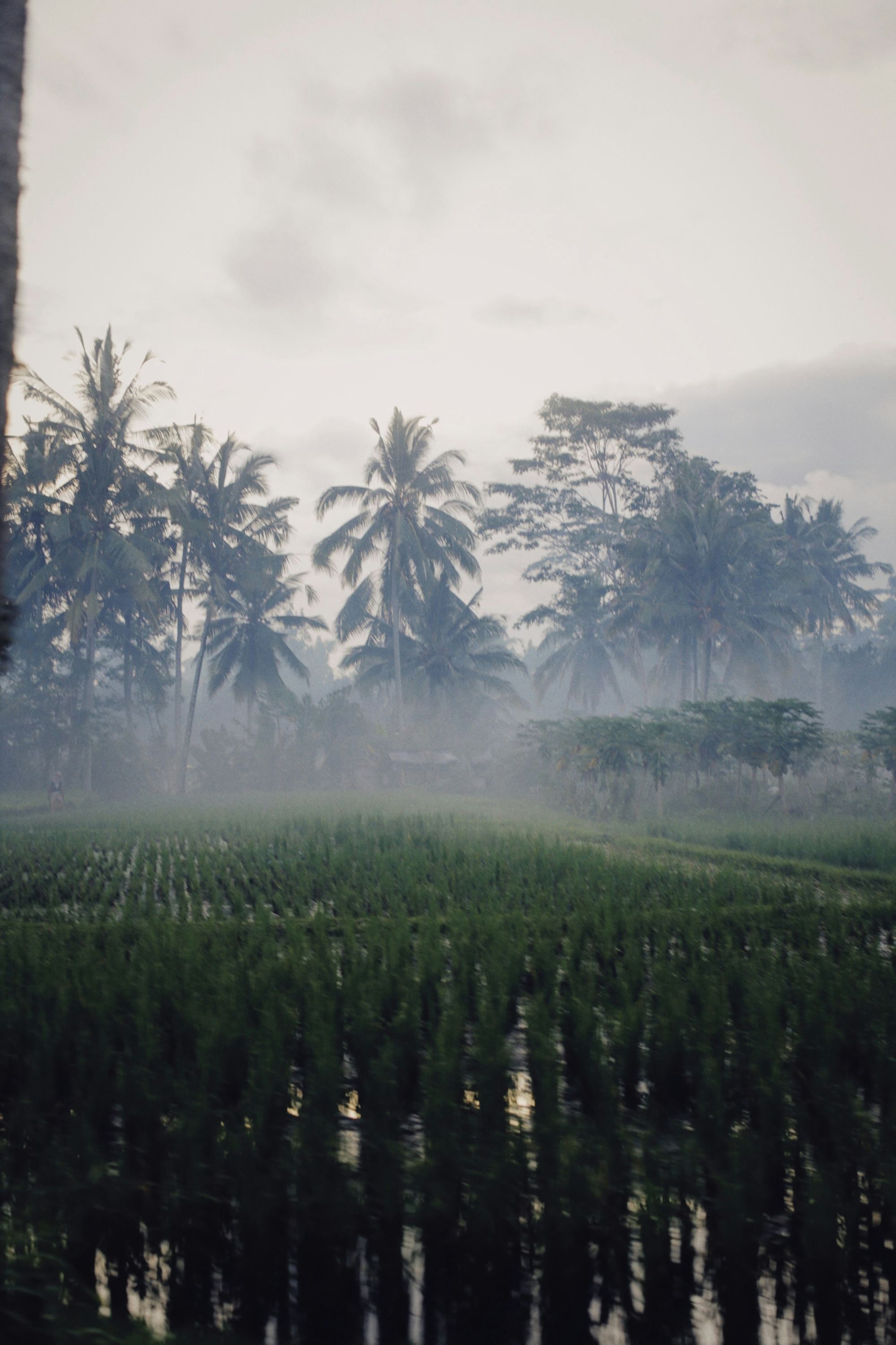 Palms standing in morning mist
