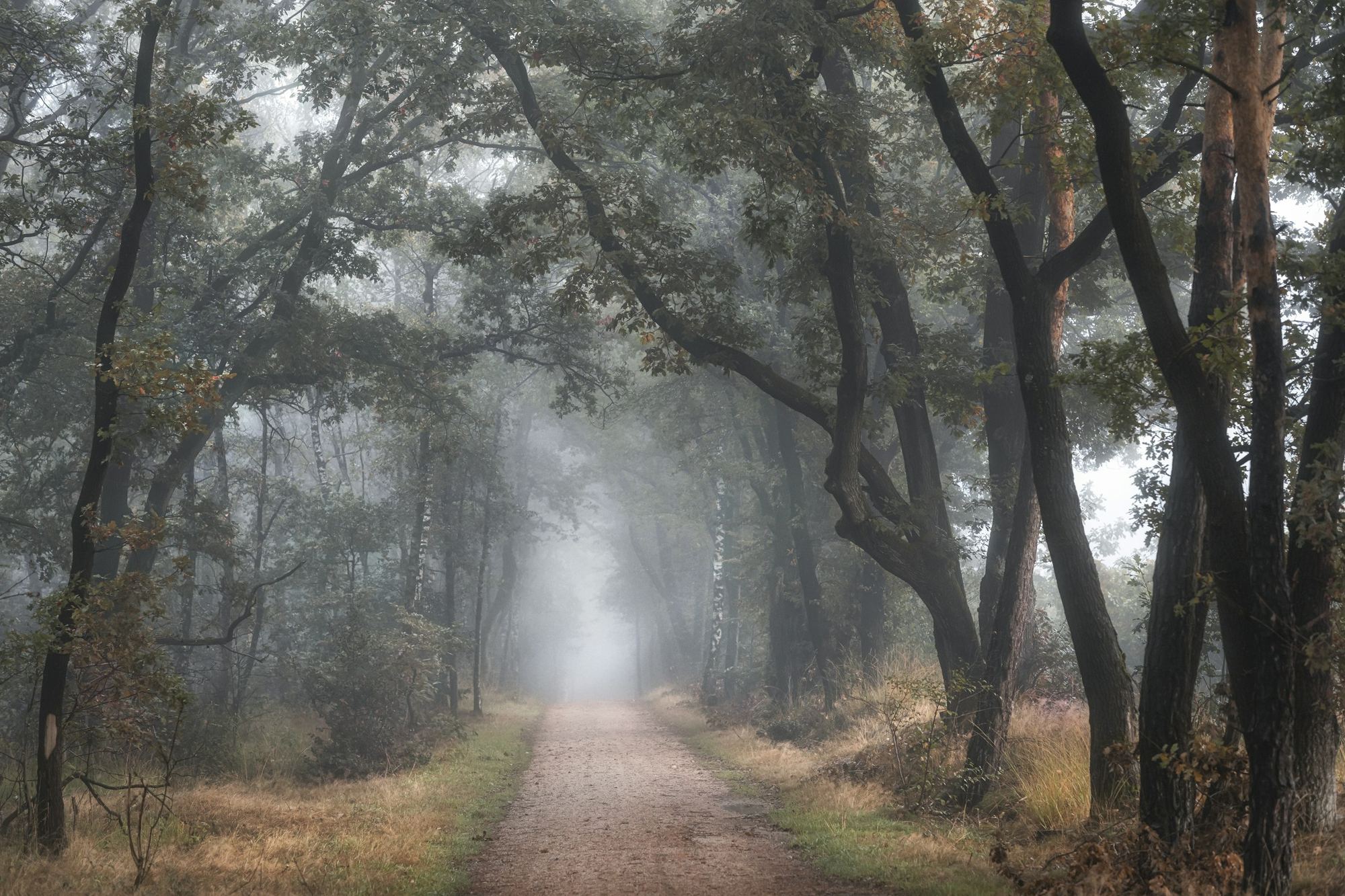 A road disappearing into forest and fog