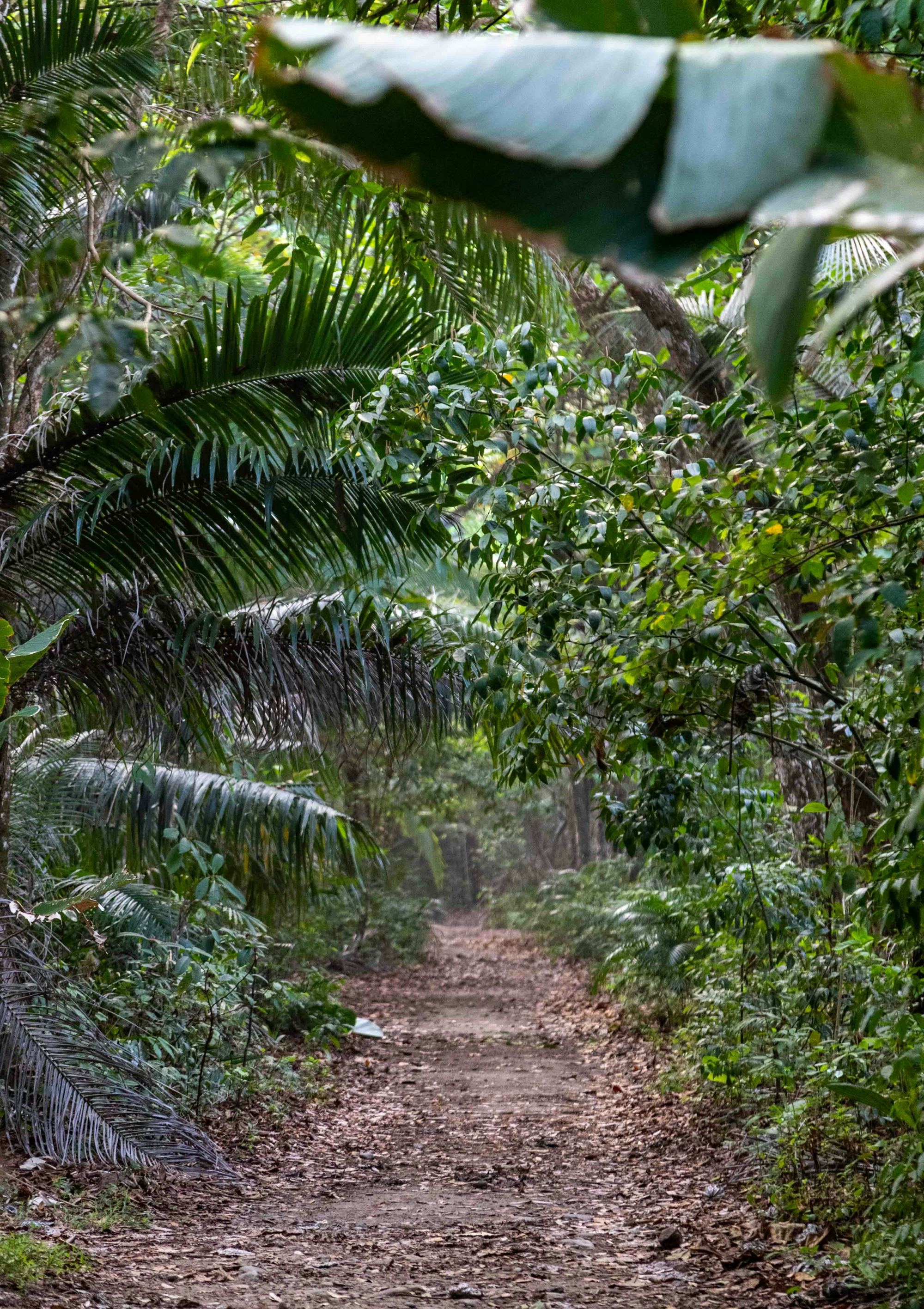 Dense green growth along a path