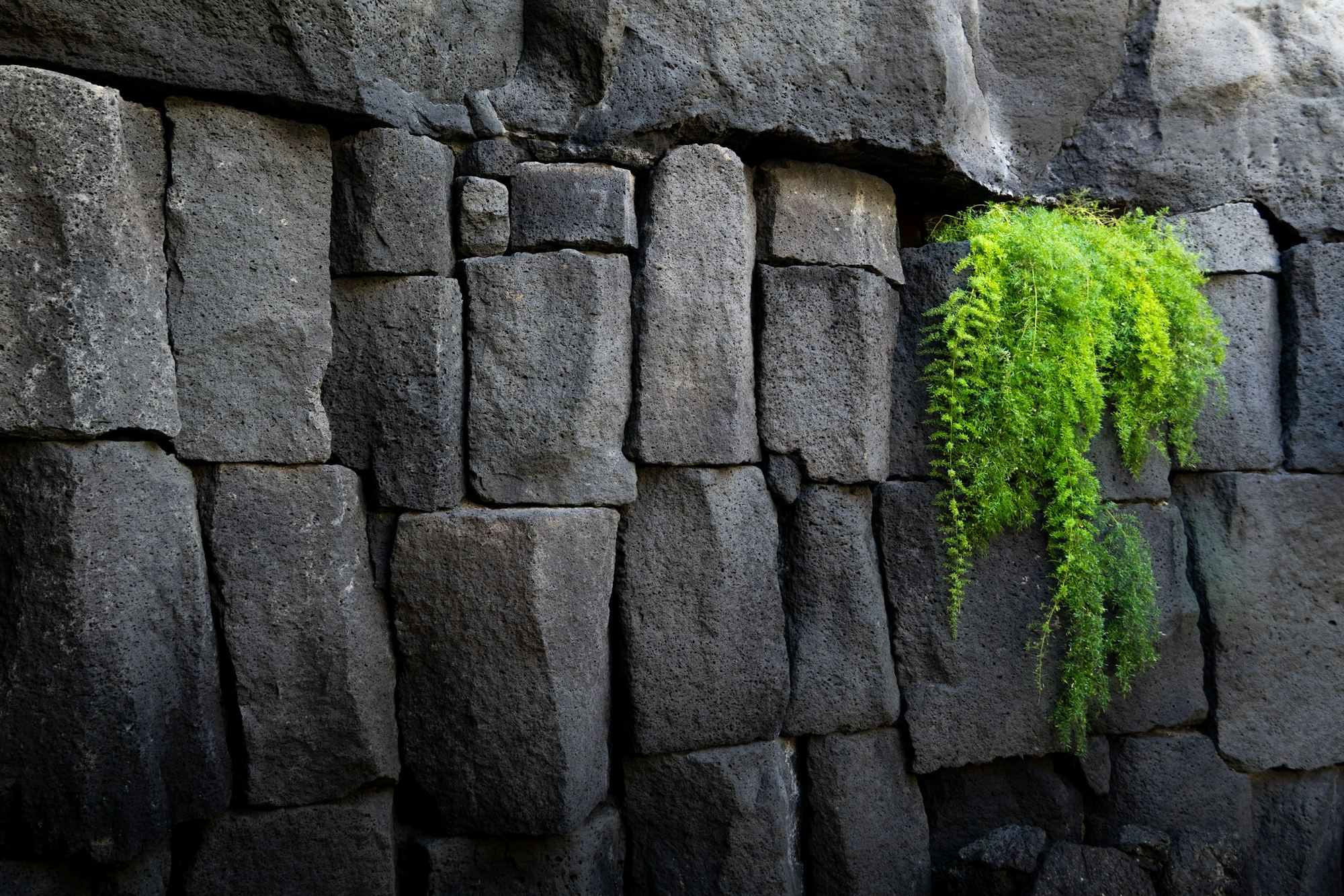 A fern growing from a crevice in a dark stone wall